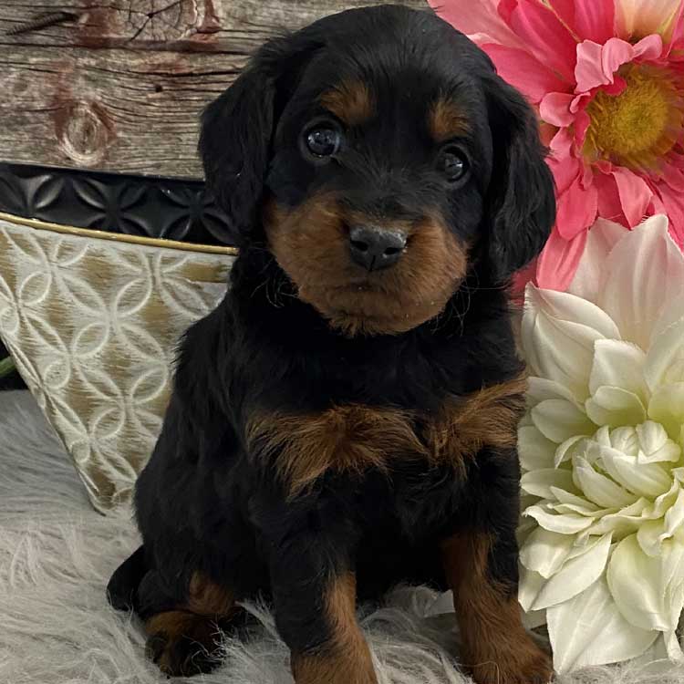 Cavapoo Puppies For Sale in Indianapolis