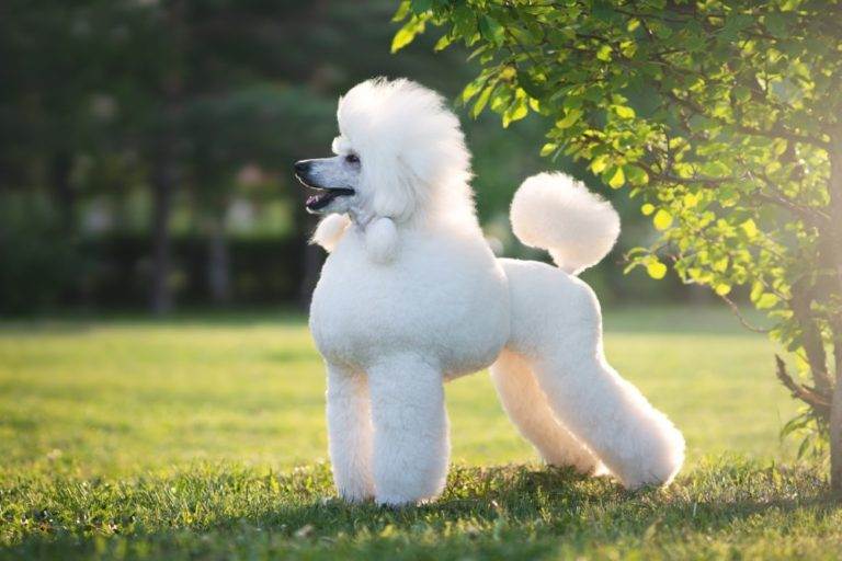Portrait of white big royal poodle Dog Outdoor