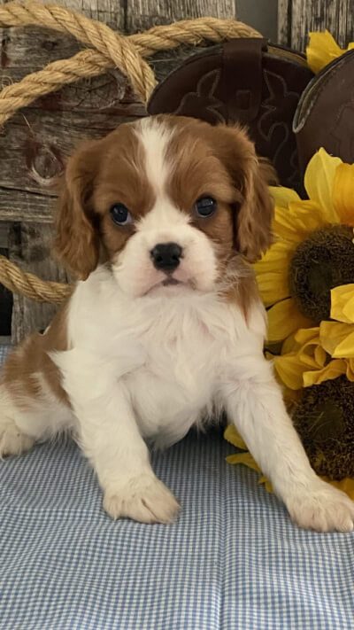 brown and white Cavalier puppy