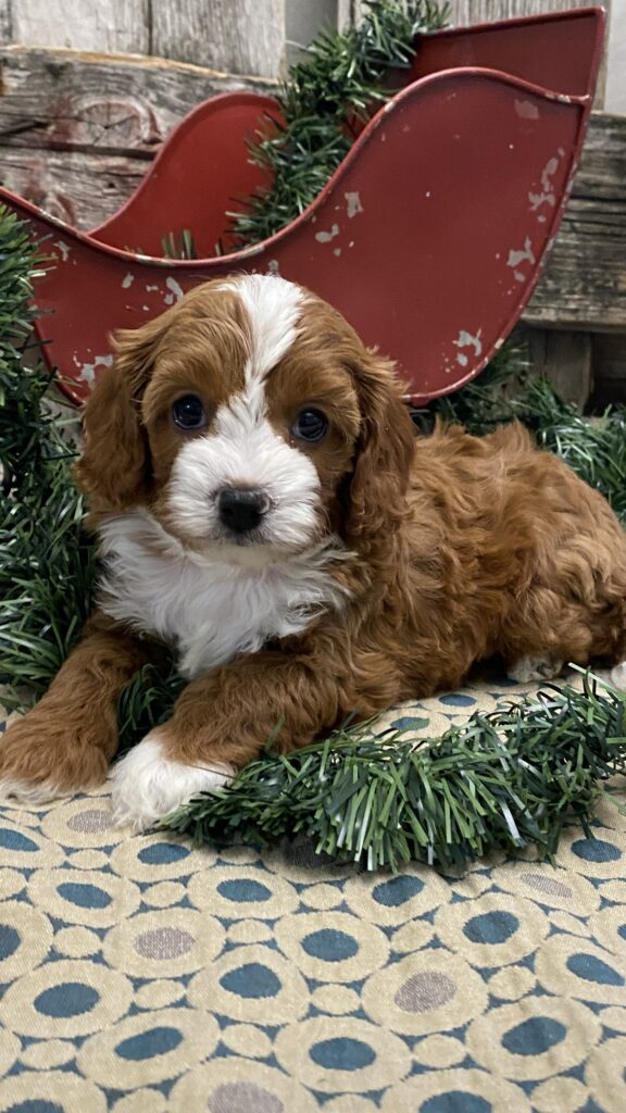 Cavapoo Puppies For Sale in Chicago